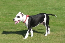 (2003-08) Loco a la maison